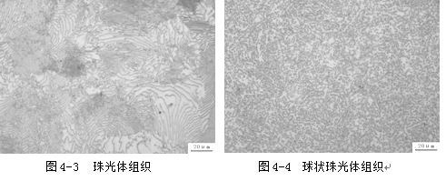 珠光体金相组织