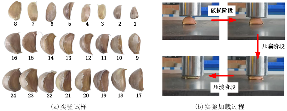 图3大蒜破坏实验